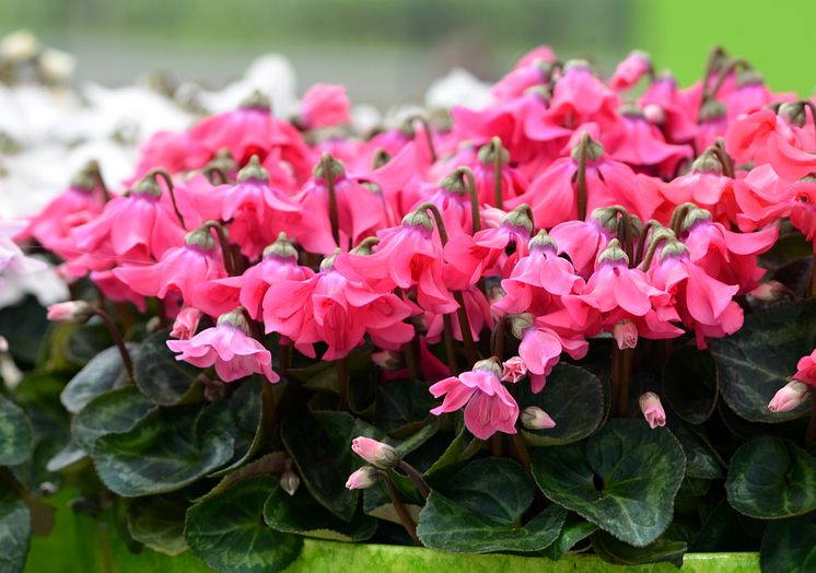 Cyclamen Petticoat