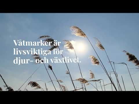 Katrineholm våtmark.jpg