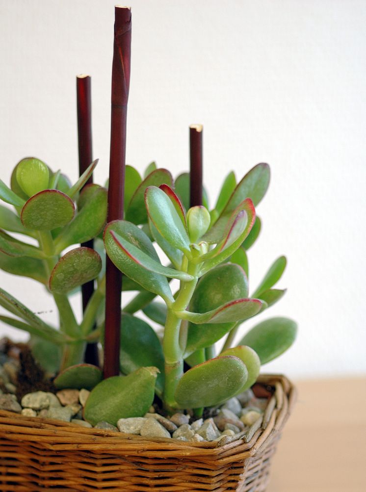 Crassula ovata