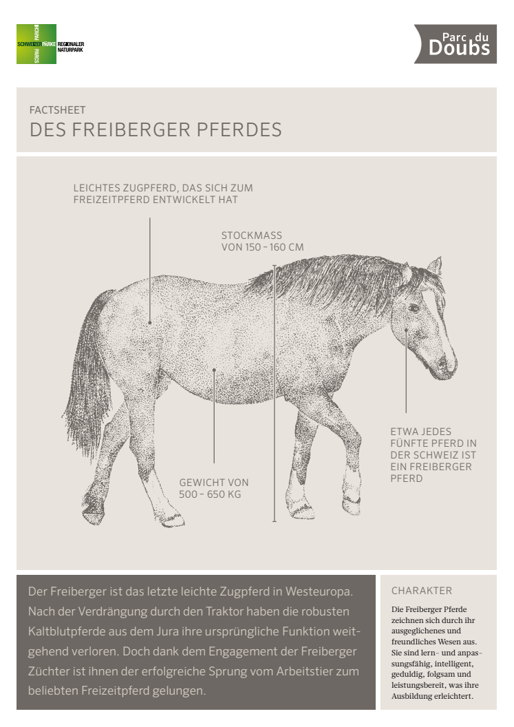 Factsheet zu den Freiberger Pferden