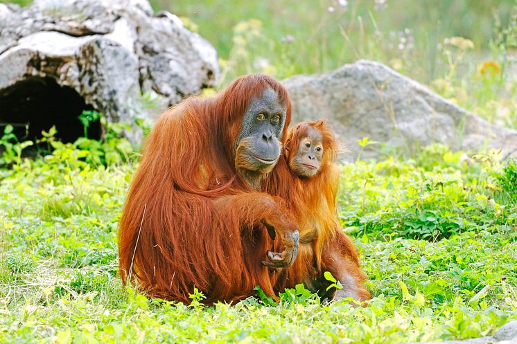 Furuvik orangutang