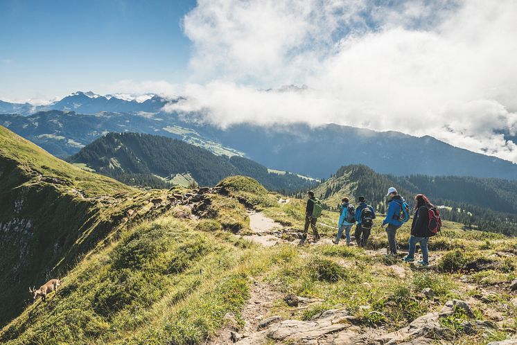 Wildtierbeobachtung auf dem Niederhorn © Schweiz Tourismus