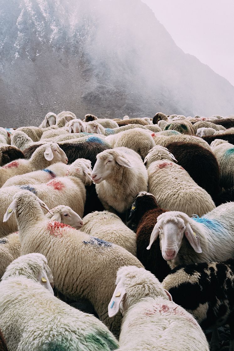 Formafantasma, "Transhumance path in the Alps", 2023. Foto Gregorio Gonella