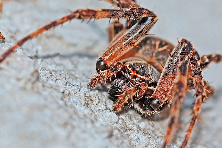 Virtual reality kan lindre frygten for edderkopper
