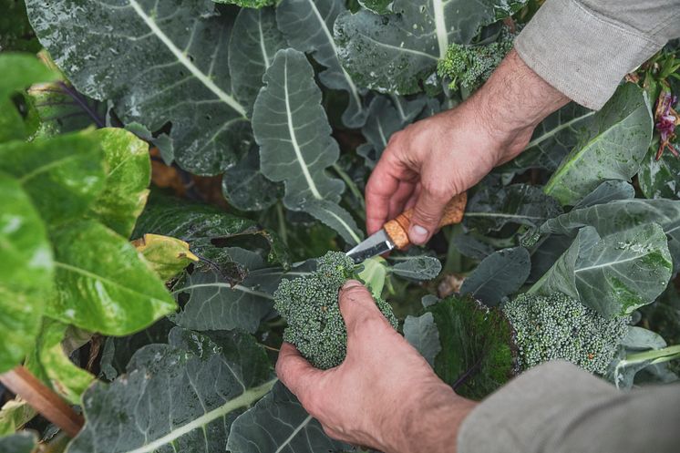 (NYTT) 157 broccoliskörd.jpg
