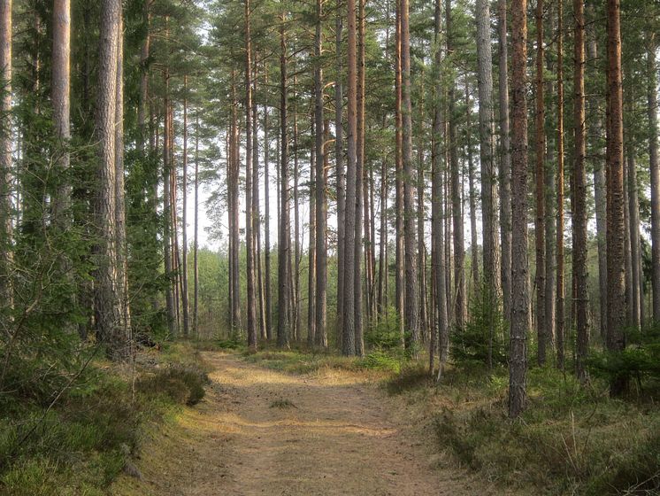 Tionde plats i Sveriges bästa trädbild - Urban Imberg