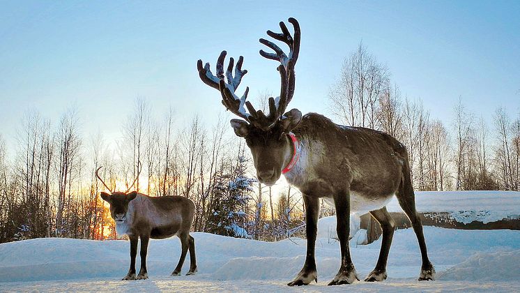 Jul  i Djurparken