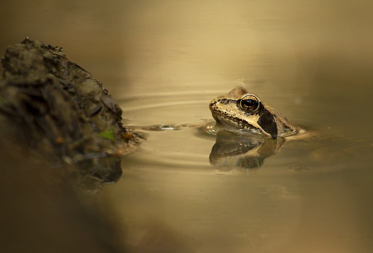 Vanlig groda (Rana temporaria).