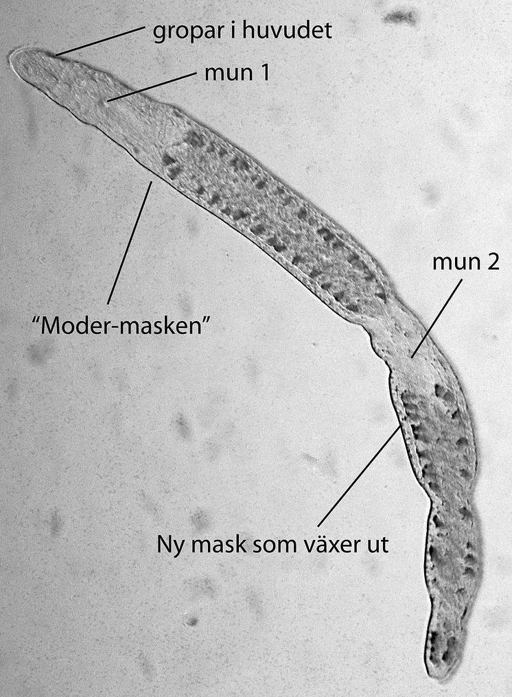 pm_kedjemaskar1