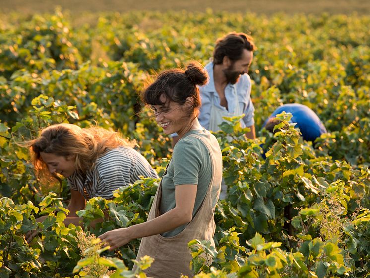 Perrier Jouet Harvest fields.jpg