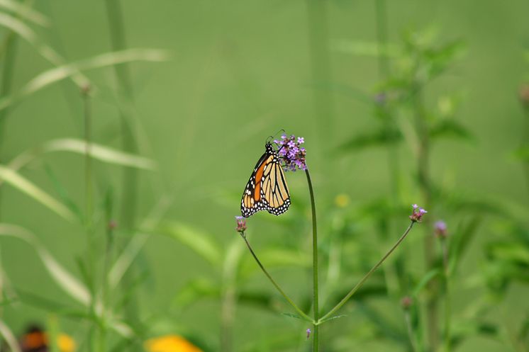 OrangeMonarch Butterfly