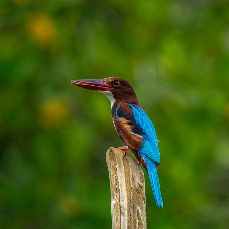 Sri Lanka