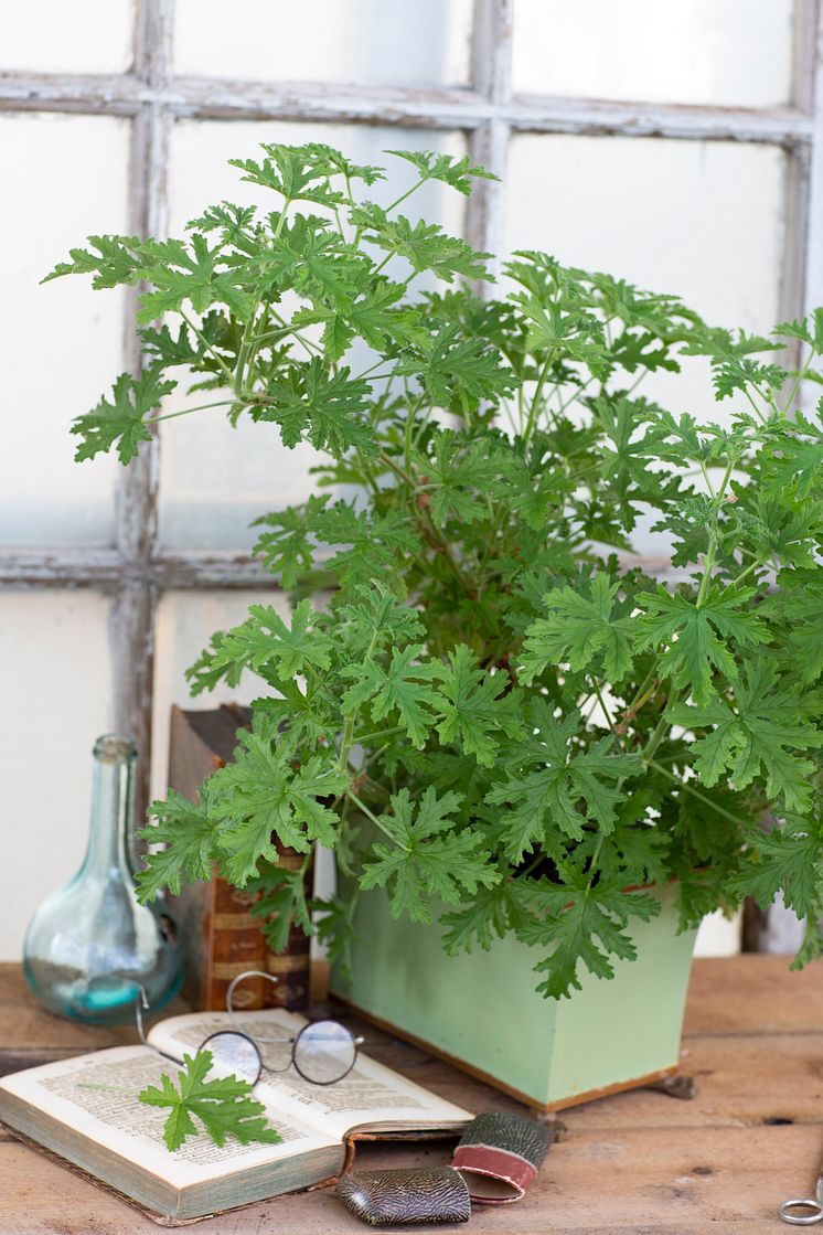 2 Dr Westerlunds Blomma / Rosengeranium, Pelargonium Doftpelargon-Gruppen ’Graveolens’ Grönt Kulturarv G358