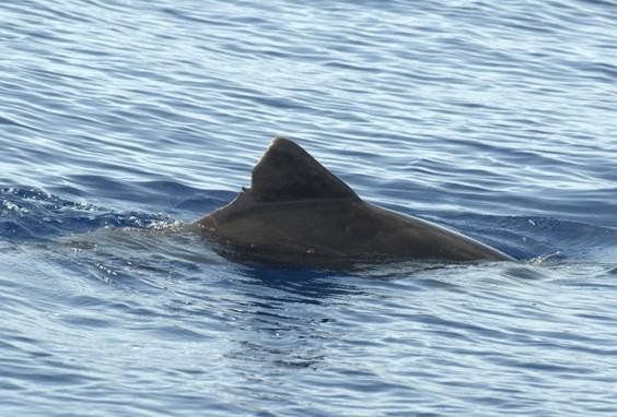Patenschaftsdelfin "Triangulo" - Rauzahndelfin