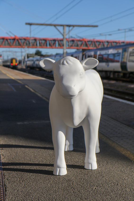 Cows about Cambridge