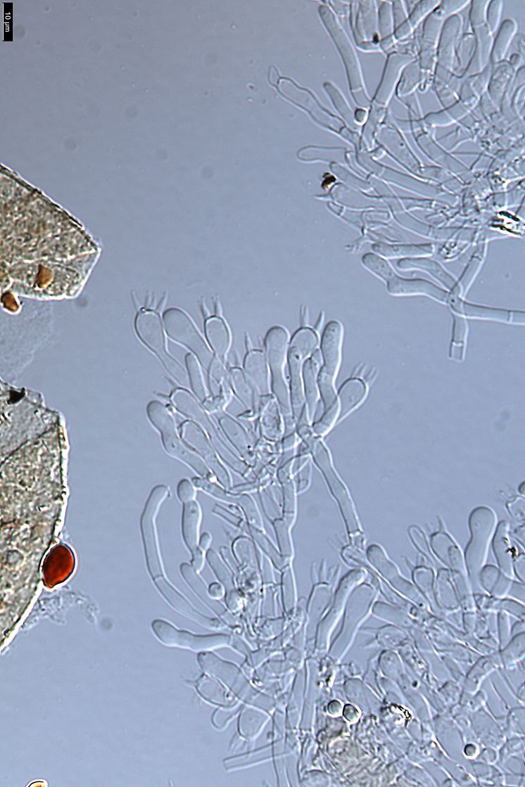 Piloderma fugax