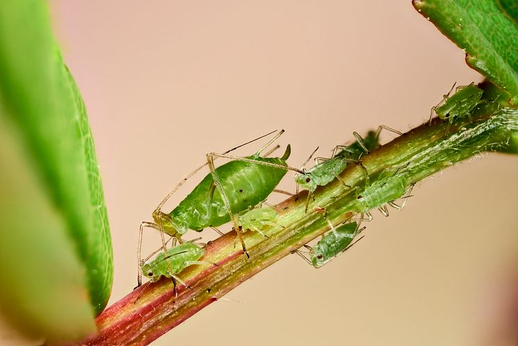 Aphids on rose_Neudorff