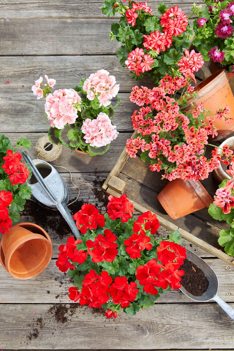 2022_Geraniums_1000_Plant_Joy_10