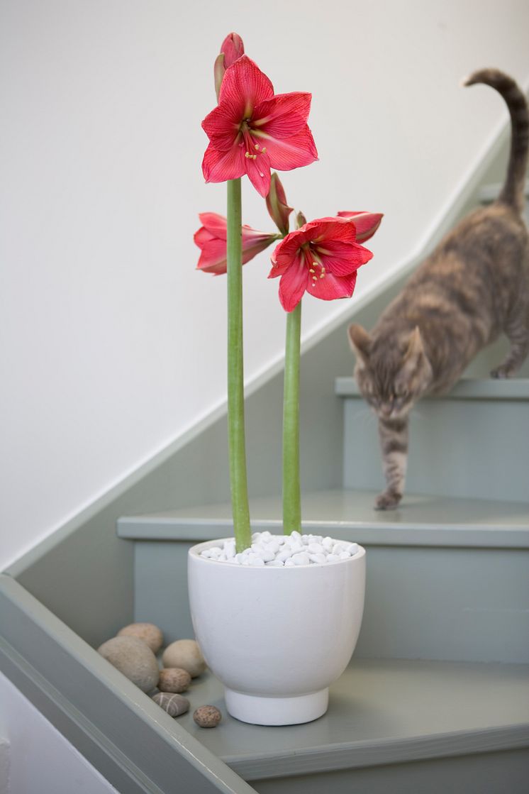 Röd amaryllis i kruka