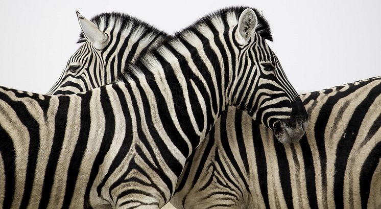 African Tours & Safaris Zebra