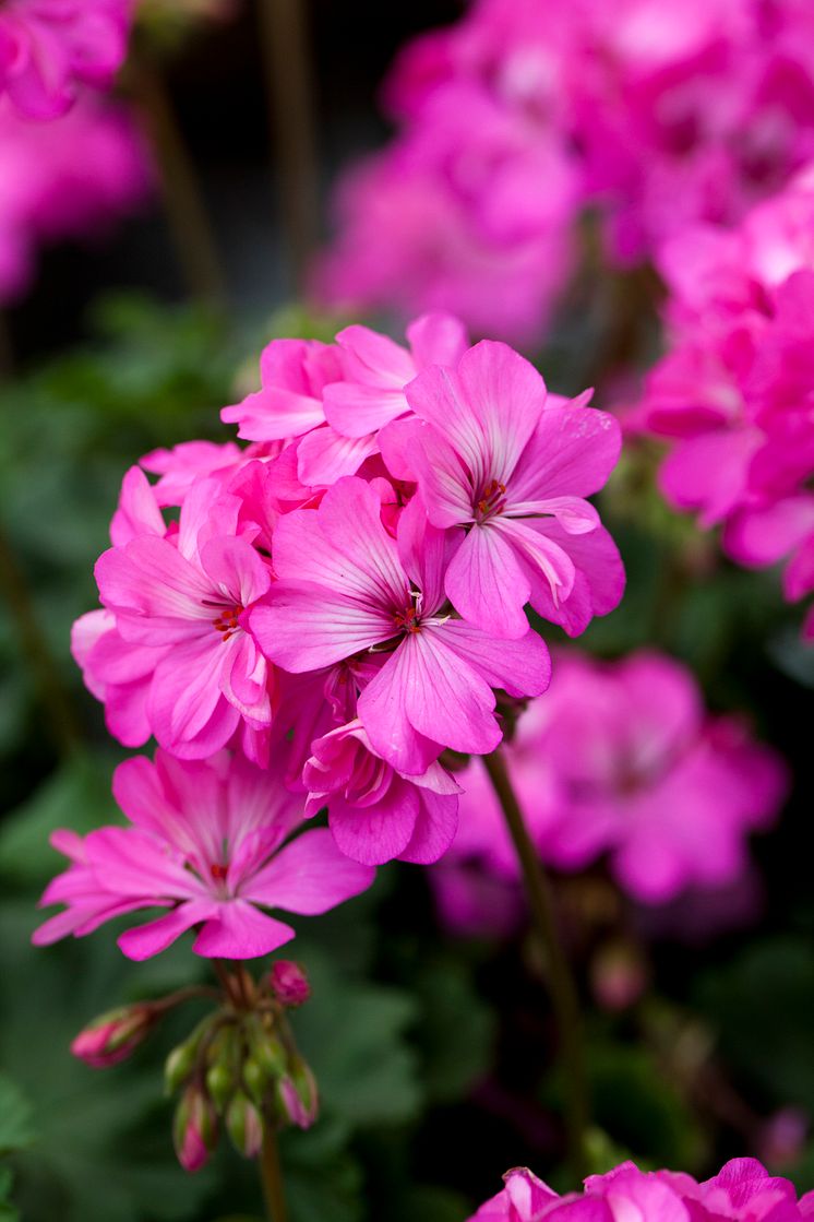 Pelargonium ´Knapa-Trädet´