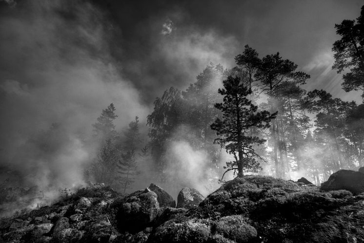 Forest Fire Fotograf: Magnus Åker