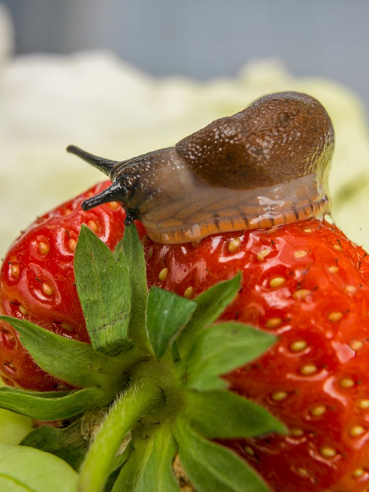 Slug on strawberry_Arion