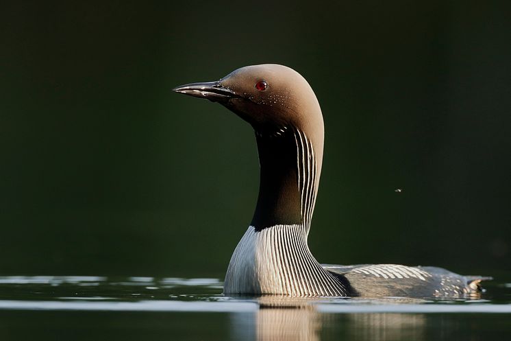 EOS 90D_MARKUS_VARESVUO_SAMPLE_Black-throated Diver_2196