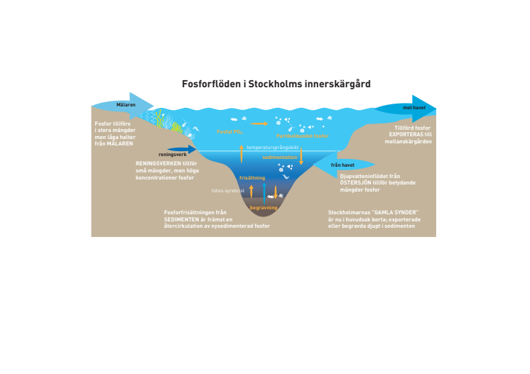 Fosforflöden i Stockholms innerskärgård