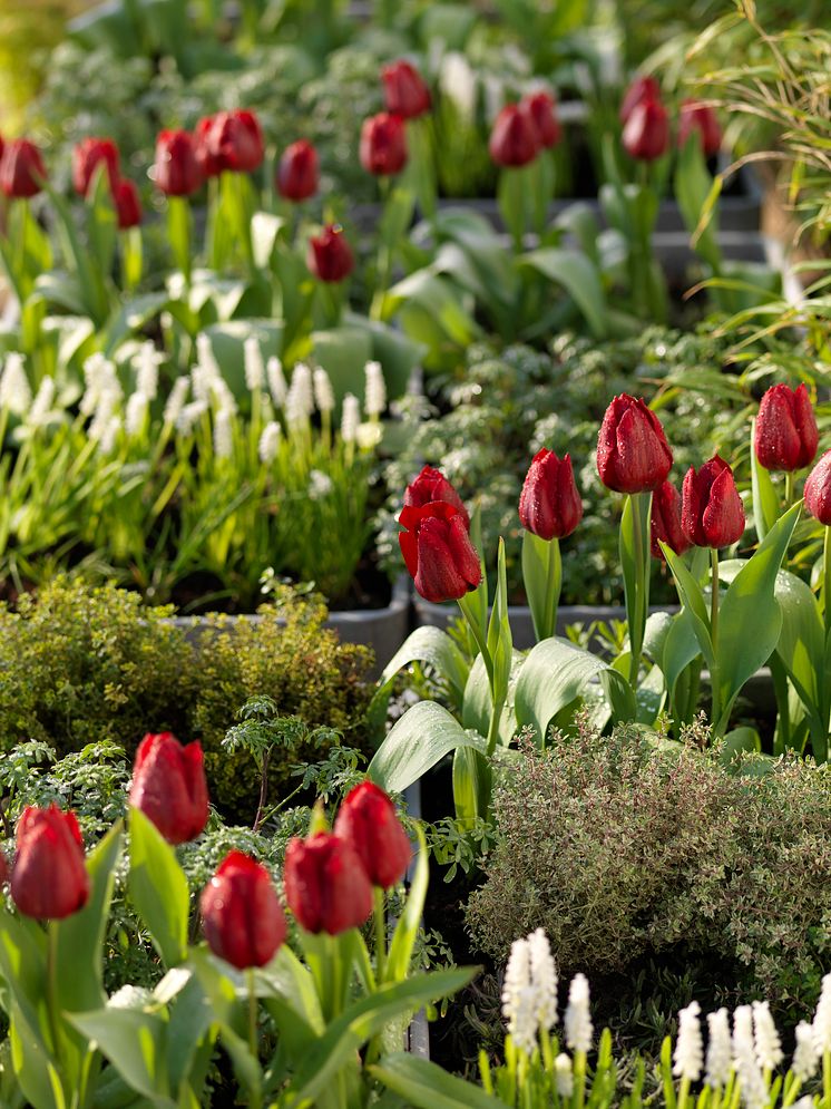 Blomsterlökar i kryddlandet 2