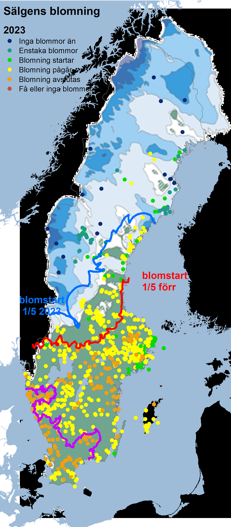 sälg2023snö