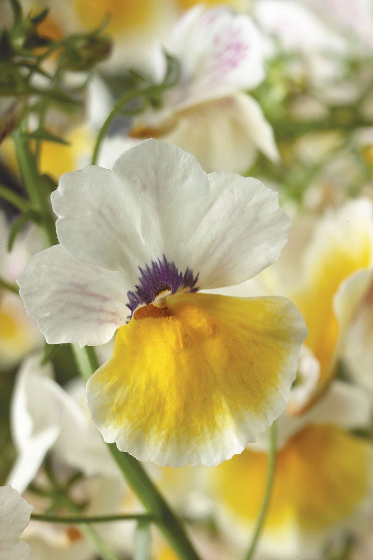 Nemesia hybrida Magma Flame Yellow White