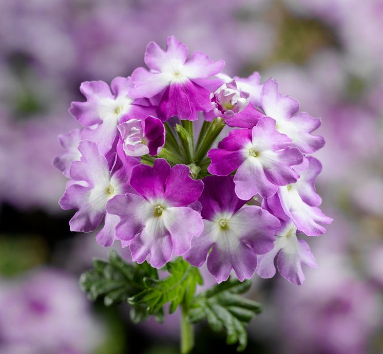 Trädgårdsverbena  Lanai Twister Purple