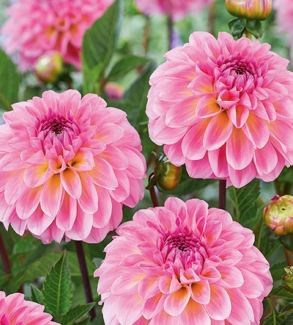 Bolldahlia 'Ilse' Blomsterlandet 2023