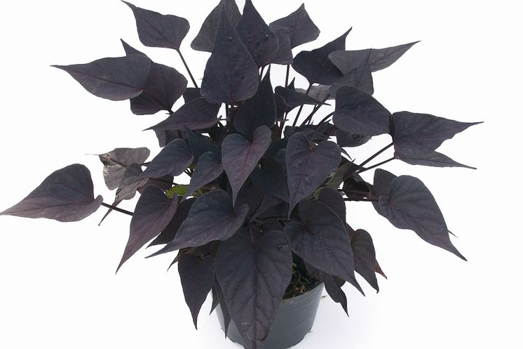 Ipomoea batatas Sweet Heart Purple