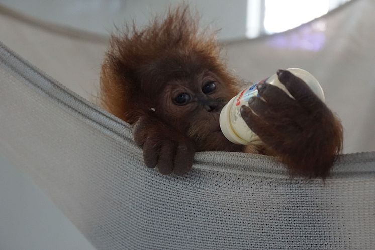 Bina Wana als Säugling in der Auffangstation Sumatra