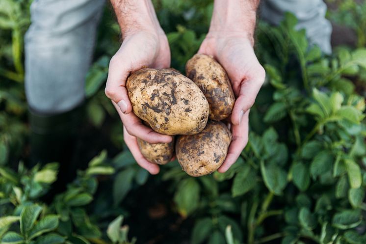 13.Potatis i närbild