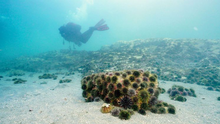 sea urchins