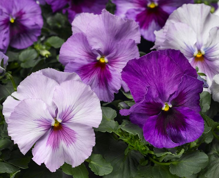 Viola wittrockiana Delta Lavender Shades