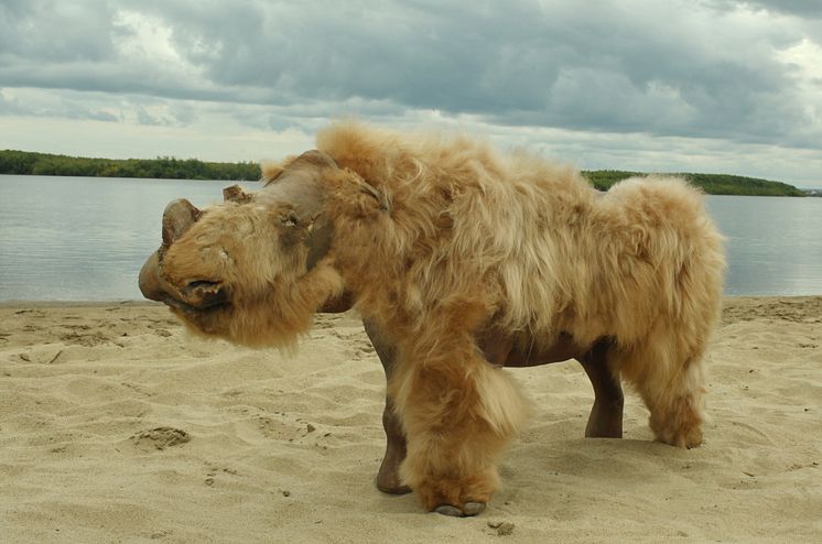 En mer än 45 000 år gammal, men synnerllgen välbevarad noshörningsunge. 