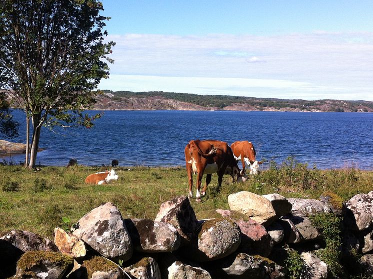 Björshuvudets naturreservat