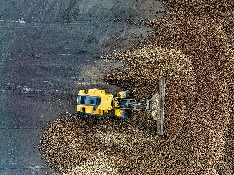 Volvo L220H föser betor på Örtofta sockerbruk