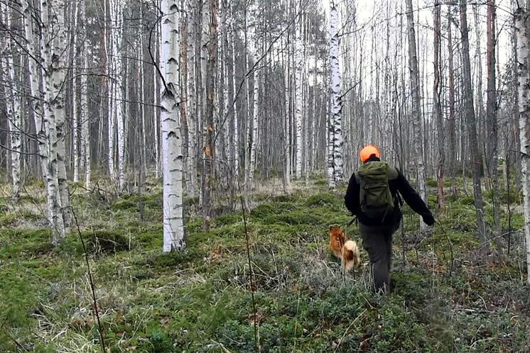 Promenad i skogen