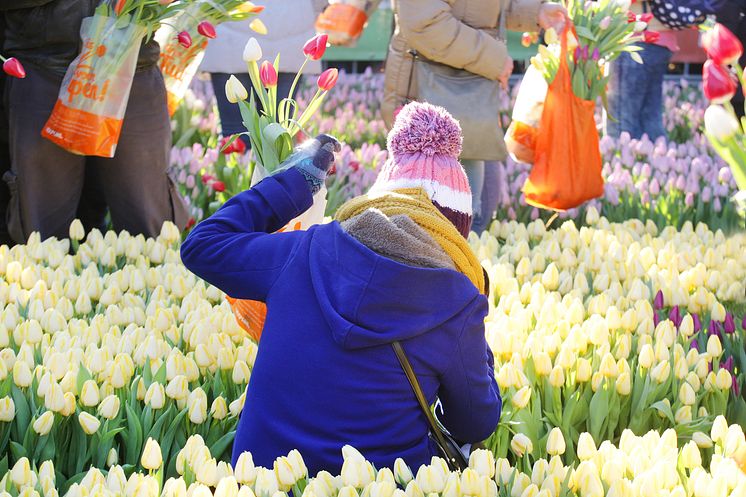 THEME_TULIP-FESTIVAL-AMSTERDAM_GettyImages-1481319509_Universal_Within usage period_100697