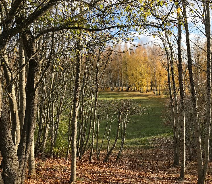 Höst i Järva DiscGolfPark