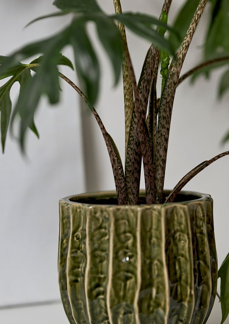 Alocasia Brancifolia Pink Passion stam