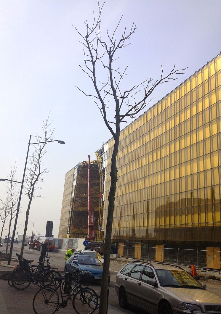 Plantering aav plataner längs Hyllie boulevard