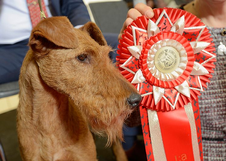 Årets vinnare i Årets Utställningshund: den irländska terriern Merrymac Zinnia Of Gold Again.
