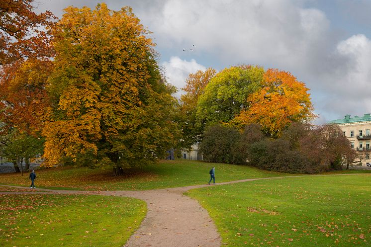 Före Trädgårdsföreningen i Göteborg blev ett kalhygge