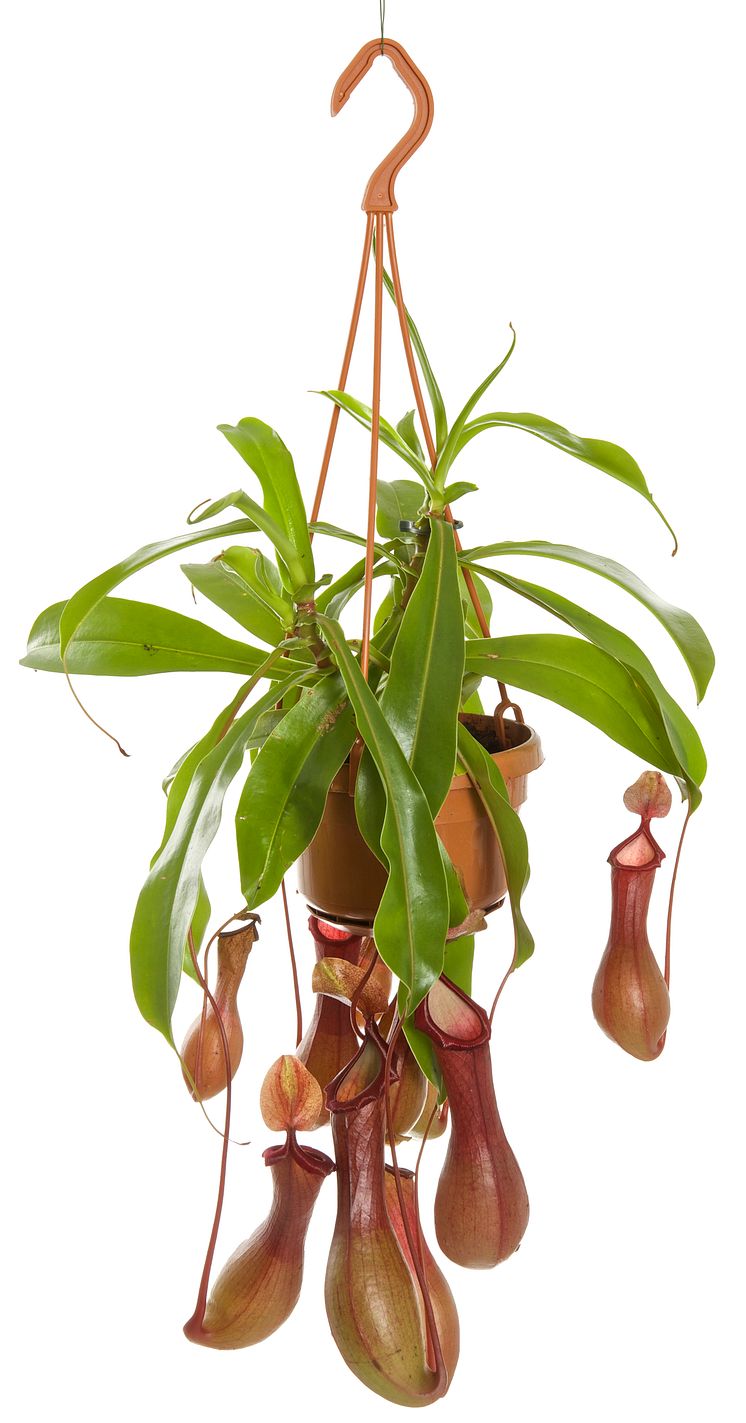 Kannranka Nepenthes 